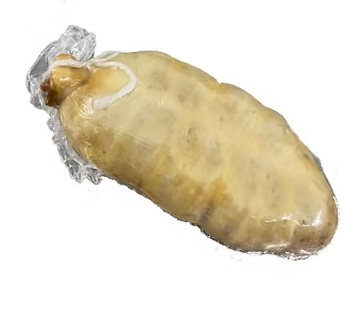Bisbe blanc